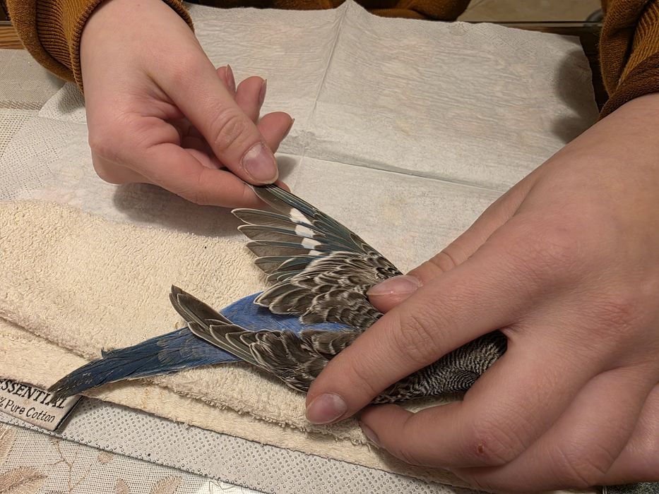 Papuga falista młoda