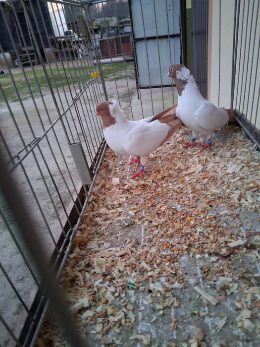 Sprzedam gołębie zakoniki