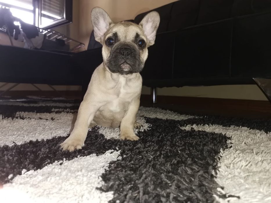Bulldog  frances   Fawn