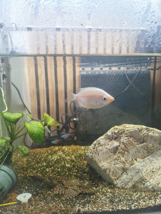 Vendo aquário com peixes e acessórios