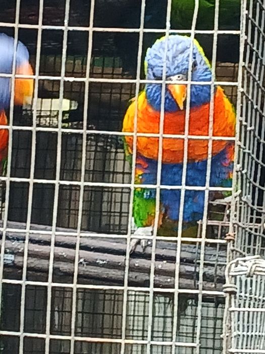 Loris para mudar de casa