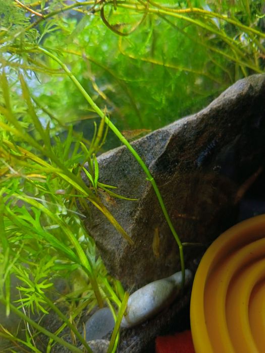 Krewetki kundelki Caridina Yellow