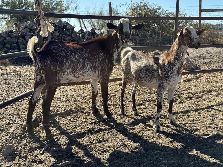 Chibos floridos 10 e 4 meses