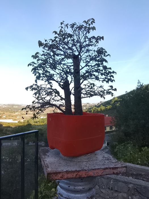 Pré bonsai de ulmos