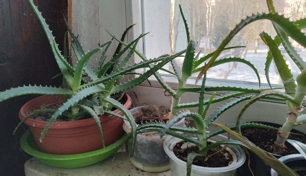 Aloes drzewiasty ponad roczne i starsze dużo leczniczy
