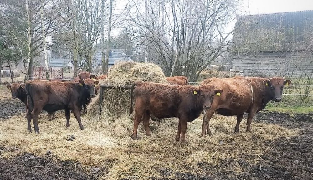 Młode byki rasy Polska Czerwona