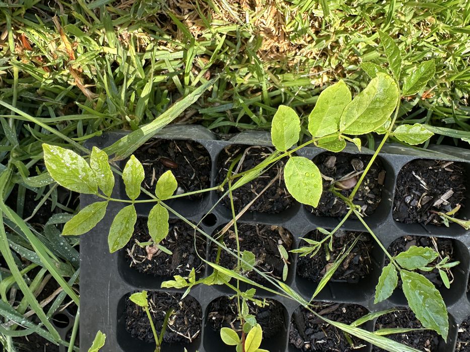 Trepadeira glicinia roxa em pezinhos germinadas