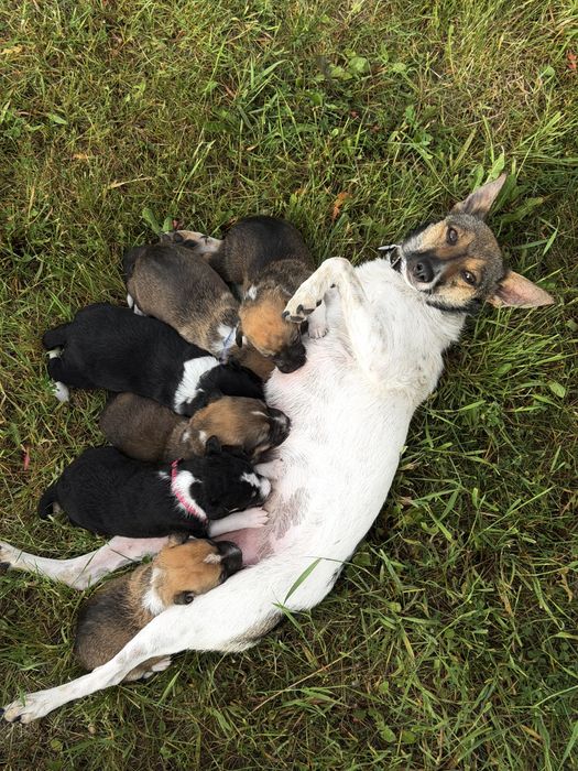 Маленькі собачки, 1,5 місяці, шукають родини