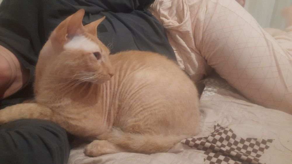 Шукаємо кота по кличкі Яша..