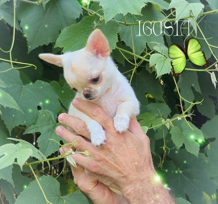 Chihuahua Igusia XS IDEALNA