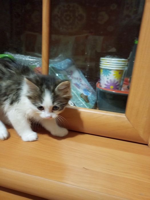 Віддам в добрі руки