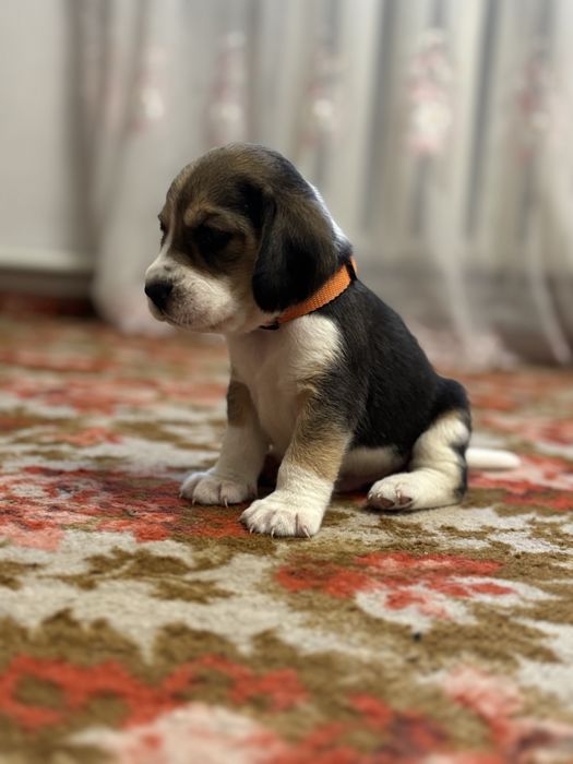 Чистокровні цуценята біглі. Бігль