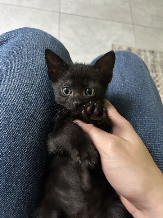 Dou gatinho para adoção responsável