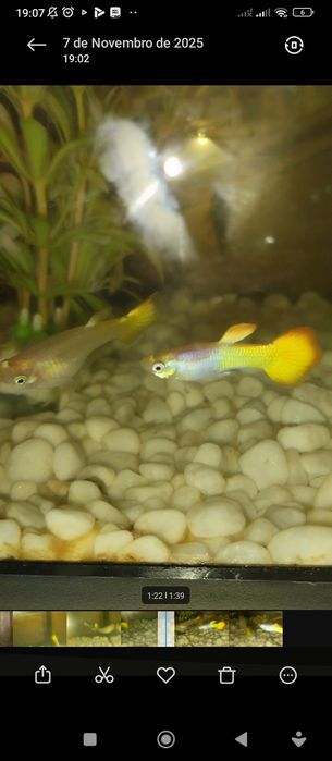 Peixe guppy flame