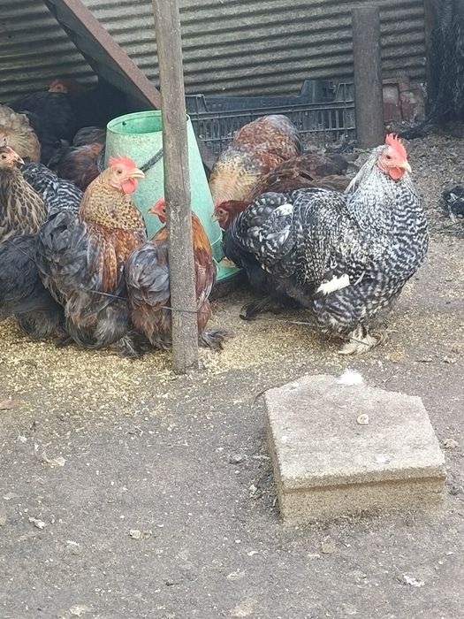 Pekins Várias Cores