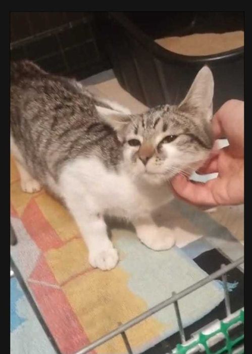 Karmelka – maleńka dusza błaga o dom i ludzkie ramiona