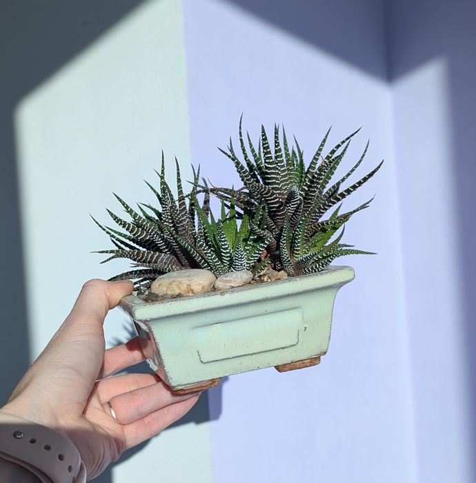 Композиція Хавортія в бонсайниці,  суккулент, декор на робочий стіл