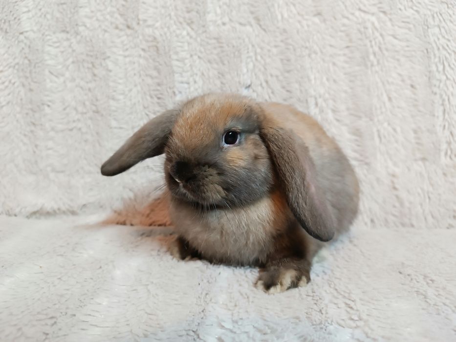 Króliki karzełki baranki miniaturki królik karzełek baranek