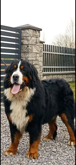 Berneński pies pasterski