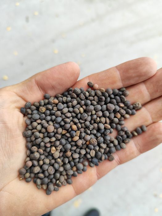 Wyka jara Wyka !! 2025