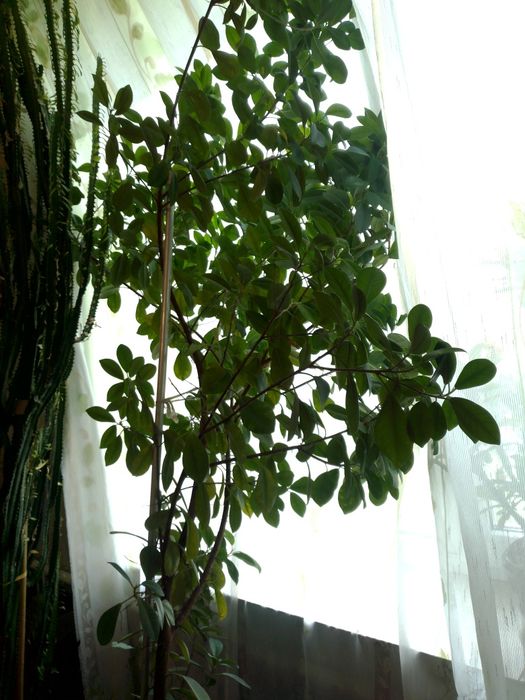 Продаю фікус 2,5 м,8 років