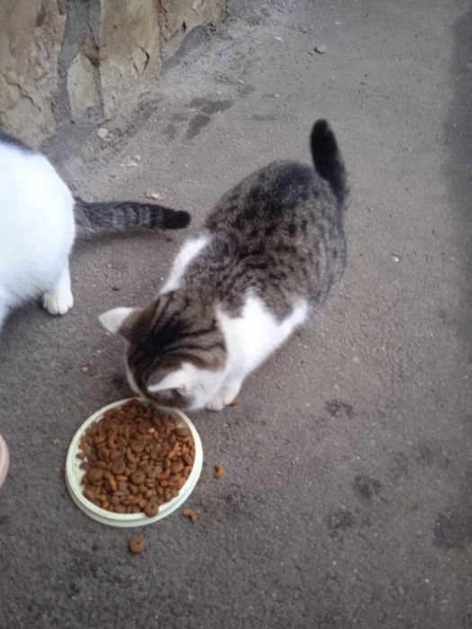 Котенята чекають на родини