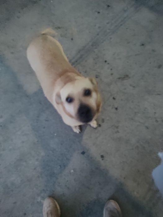 Дуже добра і грайлива