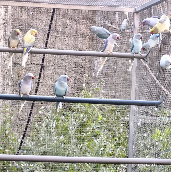 Ring neck de 2025 e 2024