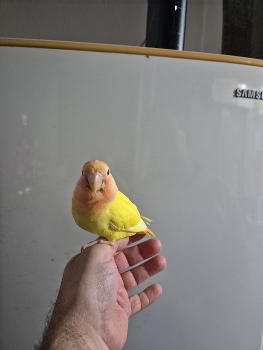 Agaporni Domesticado