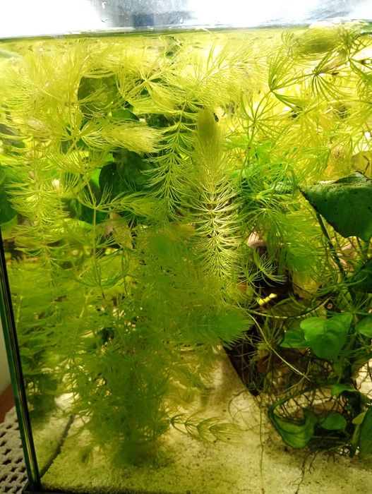 Planta de aquário Foxtail/Ceratophyllum demersum