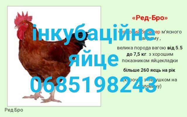 Інкубаційне яйце