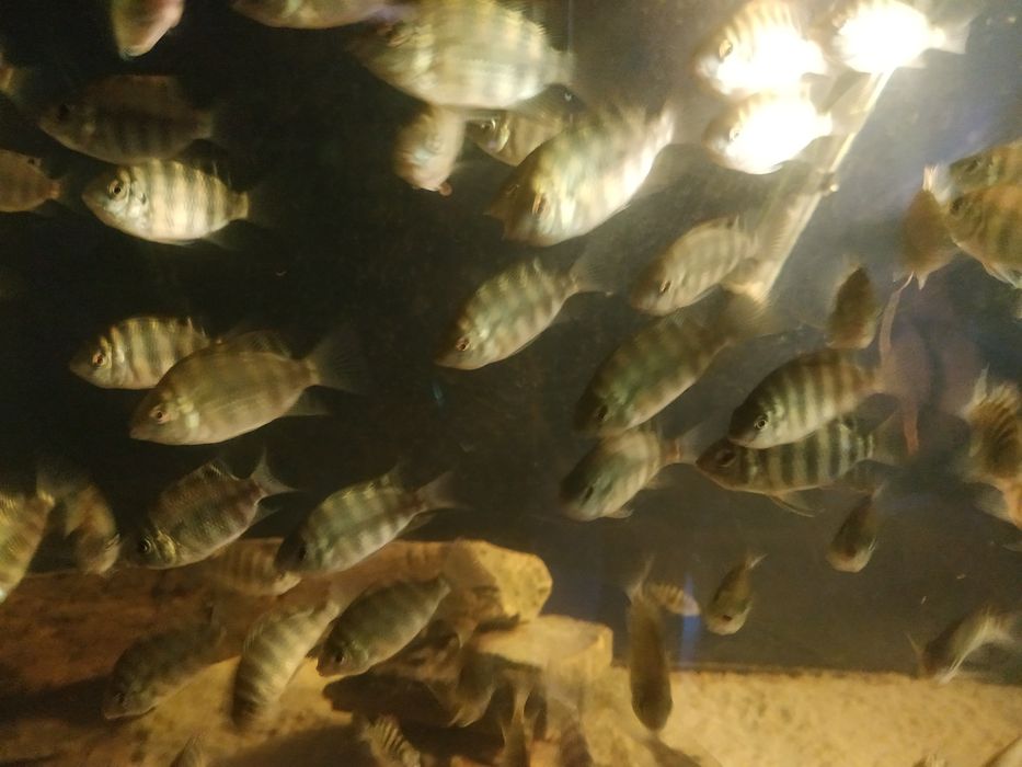 Pielęgnice Tilapia mariae młode