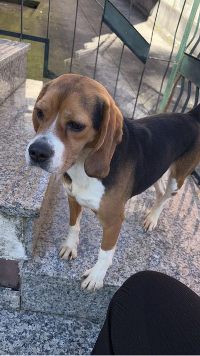 Beagle femea para adoção responsavel