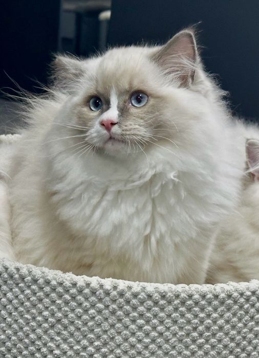 Cudowny kocurek rasy Ragdoll * Rodowód FIFE/FPL*