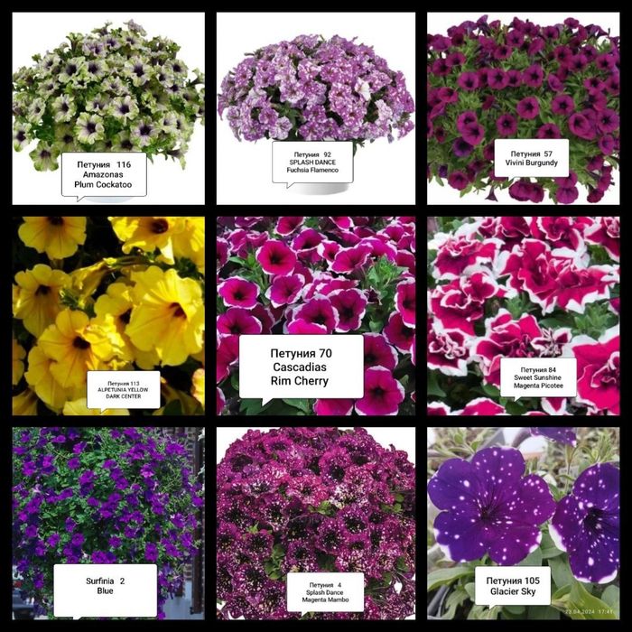 Петуния сурфиния петхоа