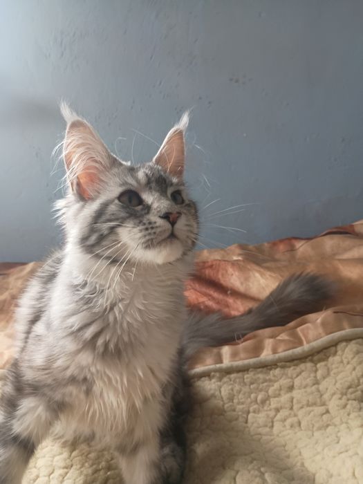 Koteczka Maine Coon