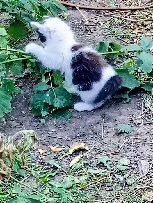 Кото - сім'я безкоштовно