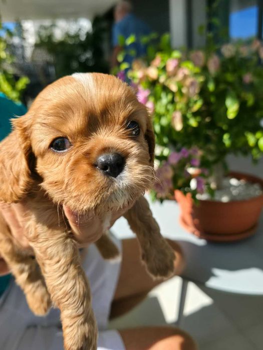 Cavalier King Charles Spaniel - macho Ruby (marrom) nascido no Algarve em 18 de Agosto.