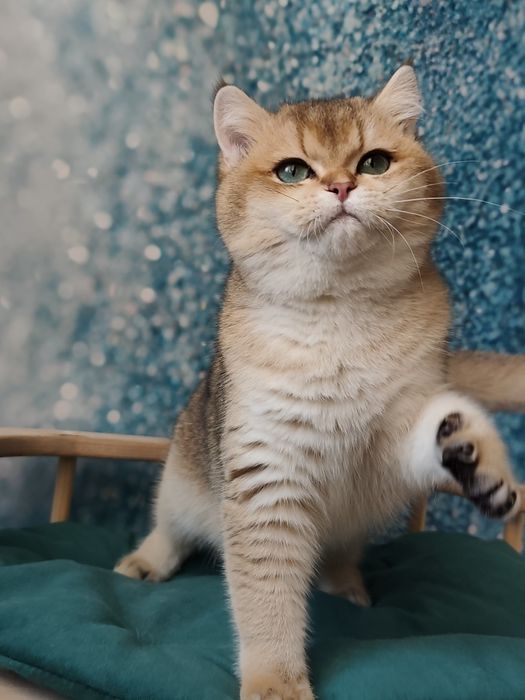 Британские золотая шиншила ny 11 ny12  by11