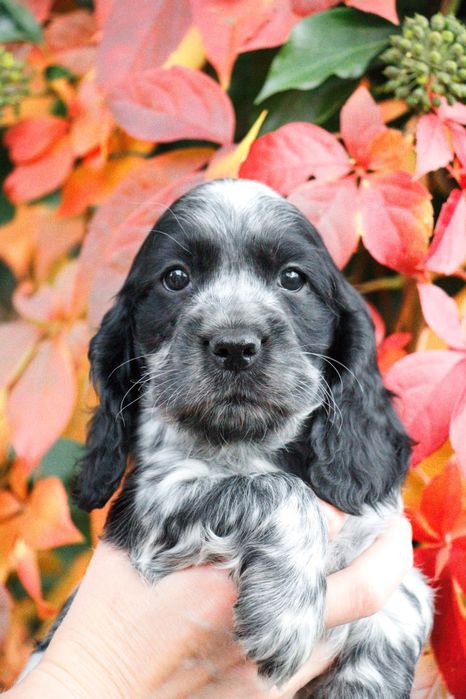 Cocker Spaniel Angielski blue roan Ziko gotowy do odbioru!