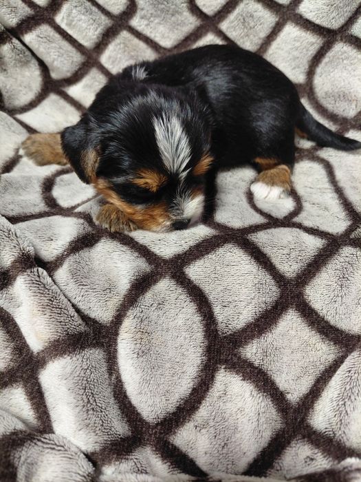 Біройорк солоденький хлопчик