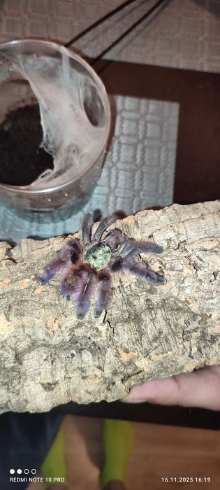 Pająk Ptasznik caribena versicolor