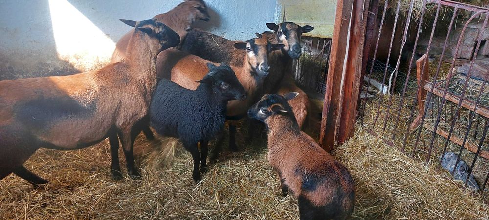 Owce barany kamerunskie rozne