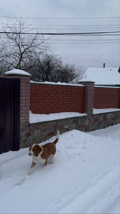 Бігль шукає собі подружку для вʼязки