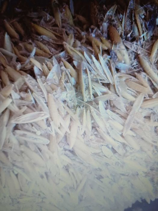 Ściółka dla drobiu , koni , bydła . Ilości całosamochodowe .