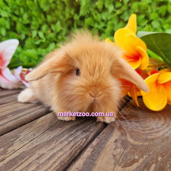 карликовый мини mini lop мiнi кролик,карликовые кролики баранчик висло