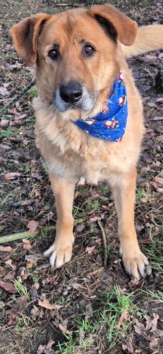 Piesek około siedem lat