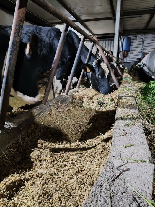 Silagem de Milho Ensacada a Vácuo