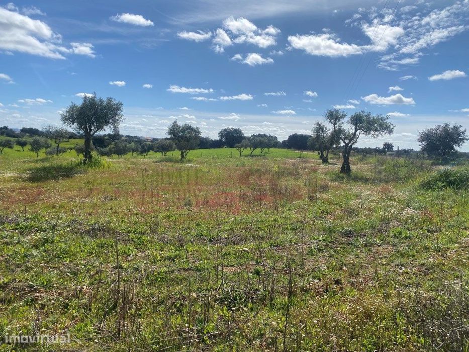 Terreno Rustico com Olival em Vila Nova de São Bento - Serpa