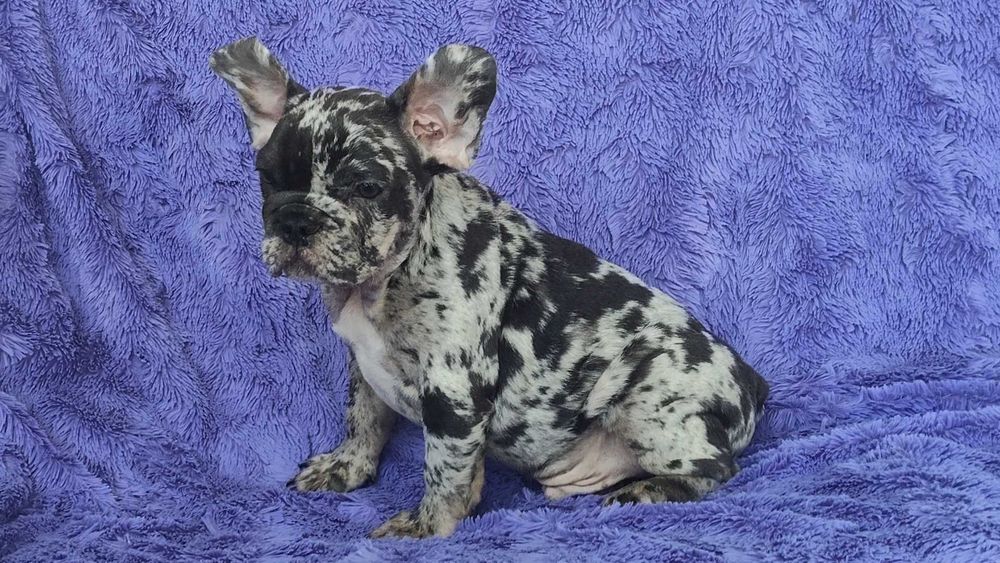 Bulldogue francês окрас Merle